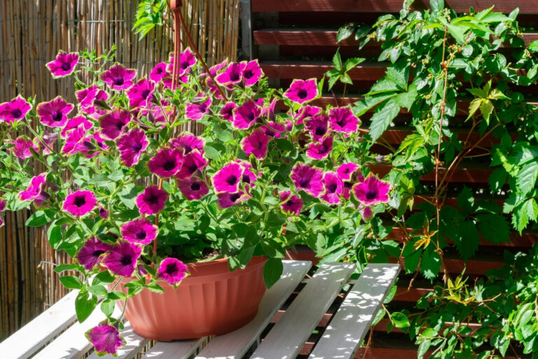 Petunia (featured image)