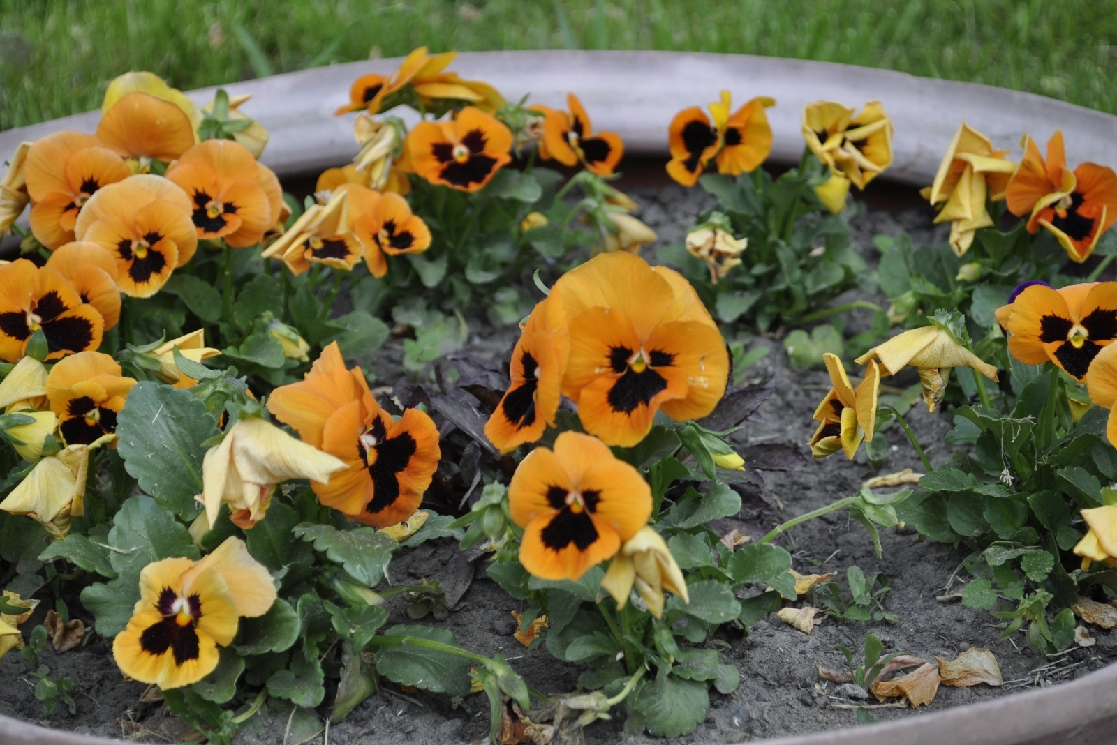 Pansies (featured image)