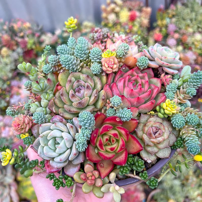 Succulents