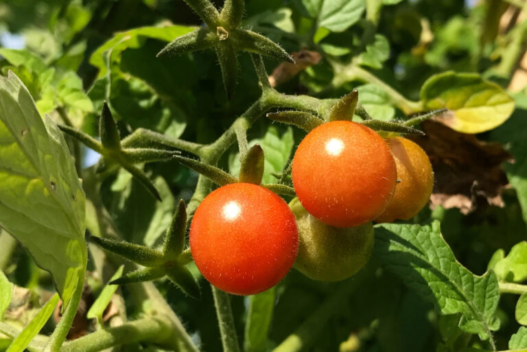 Everglades Tomatoes (featured image)
