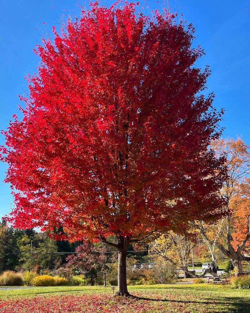 Majestic Red Maple
