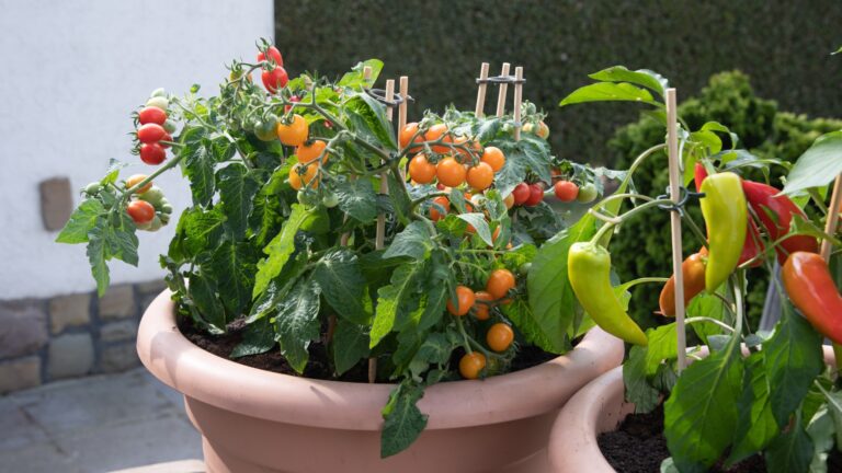 Tomatoes and peppers