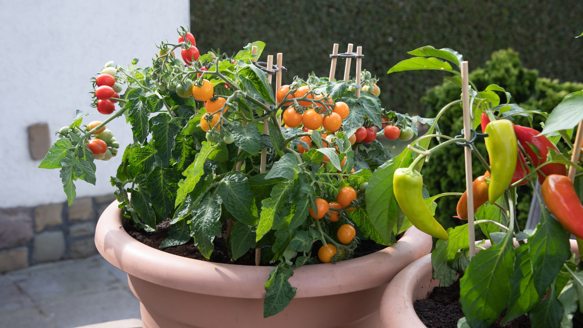 The Best Way To Overwinter Peppers And Tomatoes In New Mexico