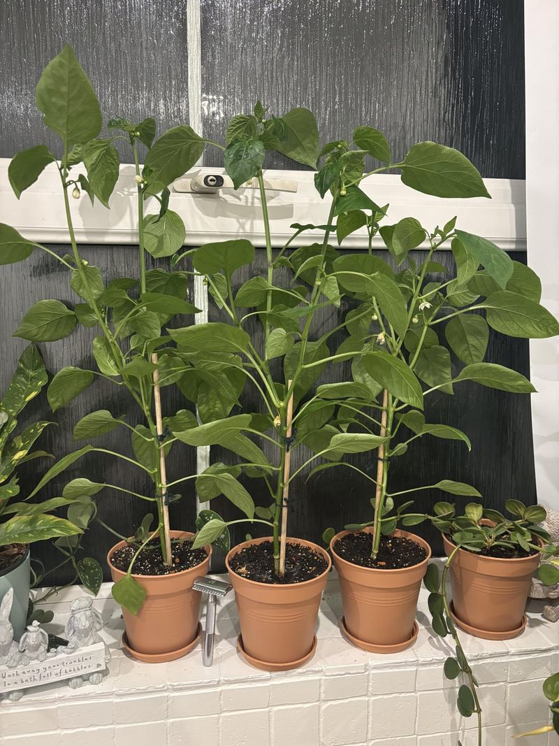 Potted Plant Migration