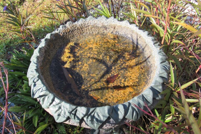 dirty birdbath