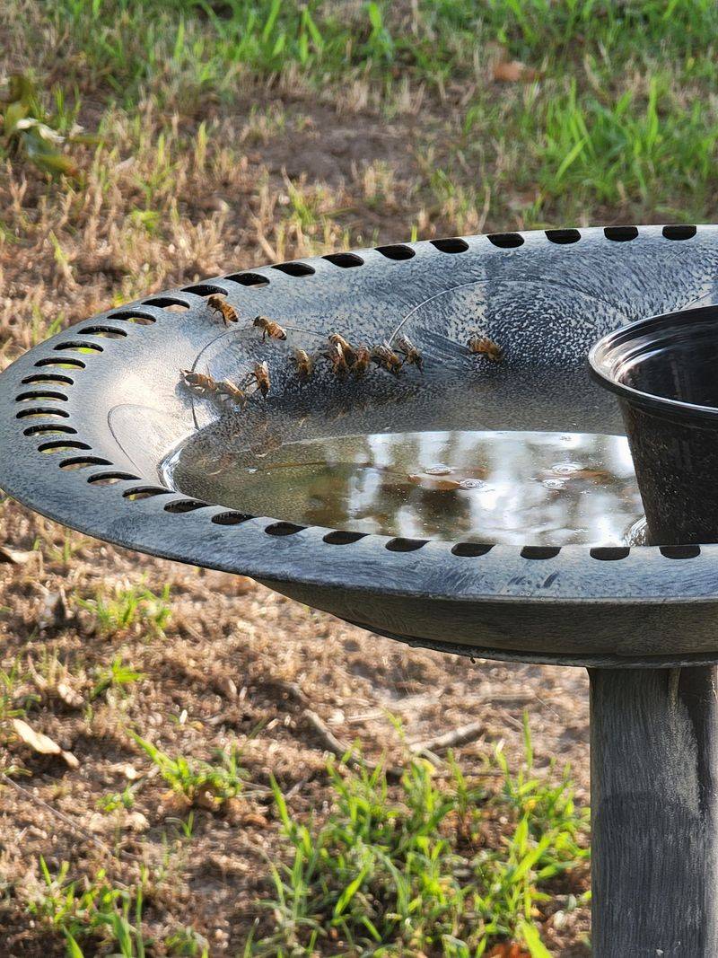 Stale, Dirty Water Turning Birds Away