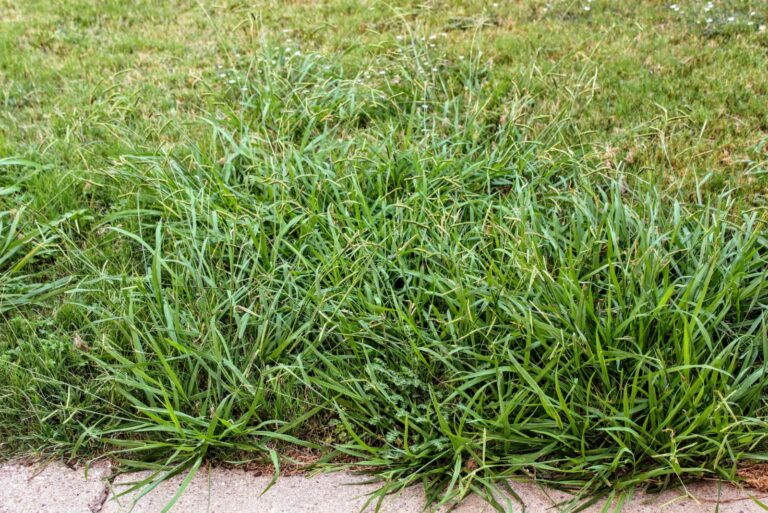 Lawn taken over by crabgrass weeds