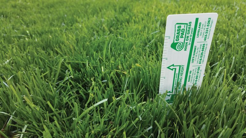 Mowing Your Grass Too Short
