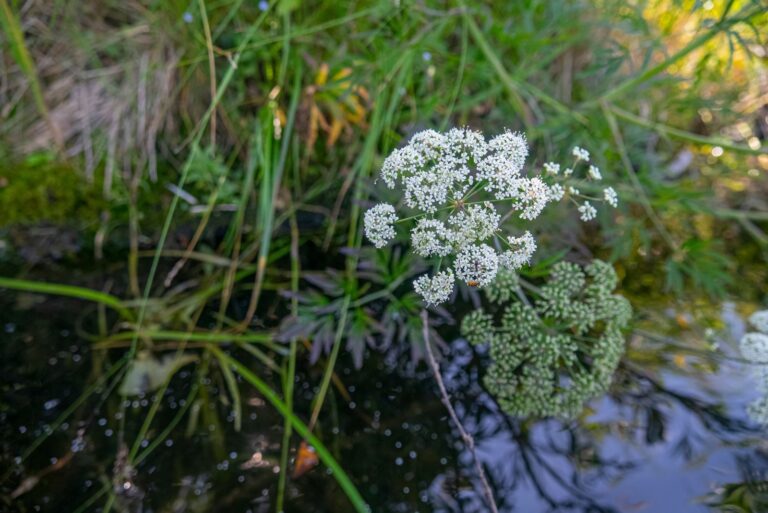 water hemlock