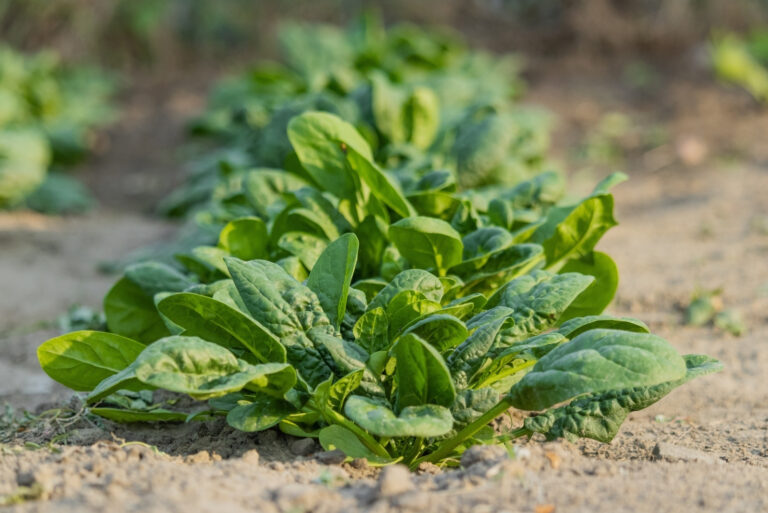 Spinach growing in garden (featured image)