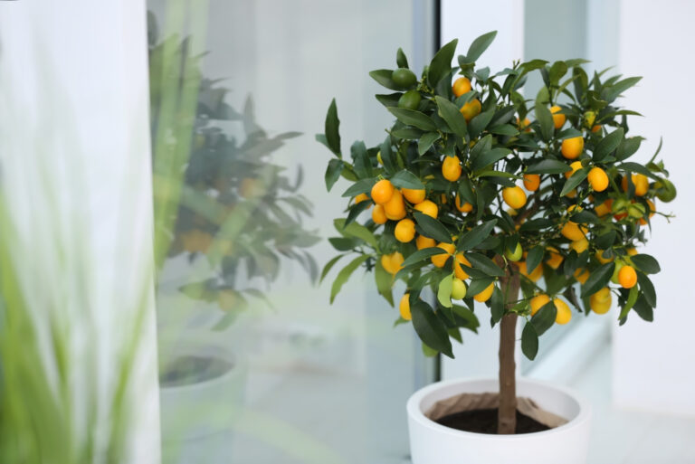 Potted kumquat tree near window indoors. Interior design (featured image)