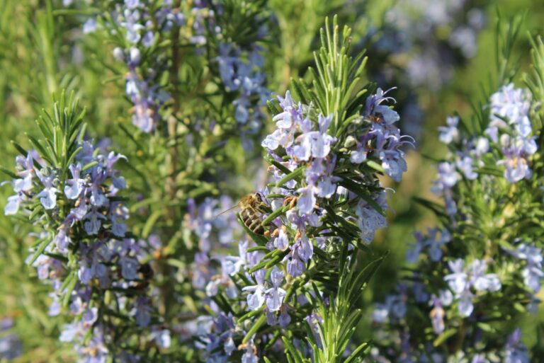 blooming rosemary