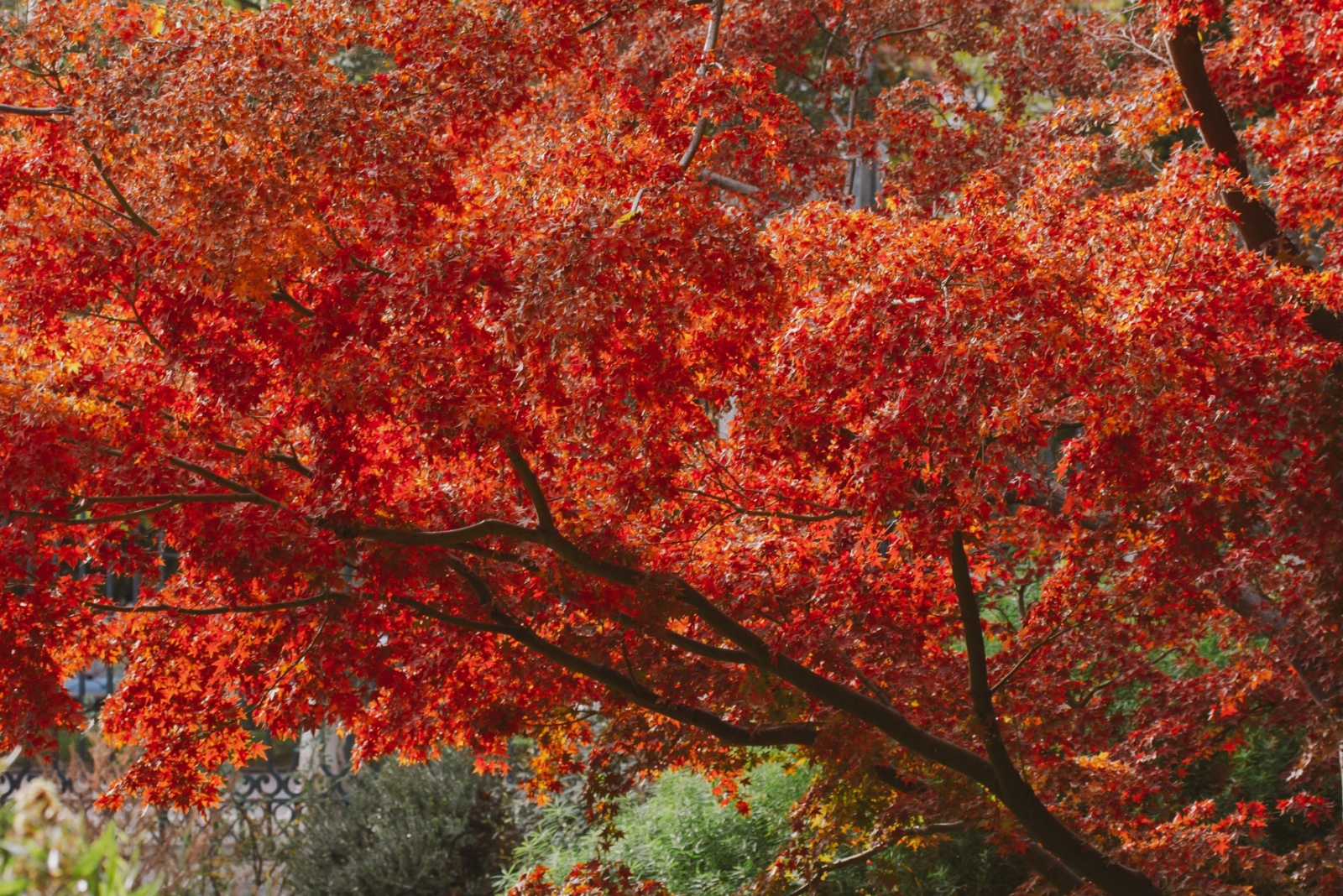 The Fast Growing Tree To Soak Up Extra Water In Your Louisiana Yard