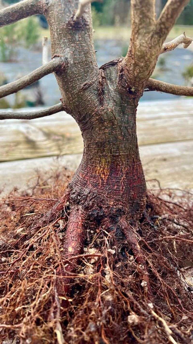 Nature's Thirsty Giants