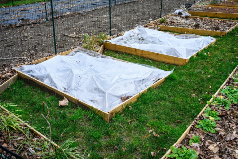 Winterized kitchen garden, raised planting bed covered with clear plastic for weed prevention (featured image)