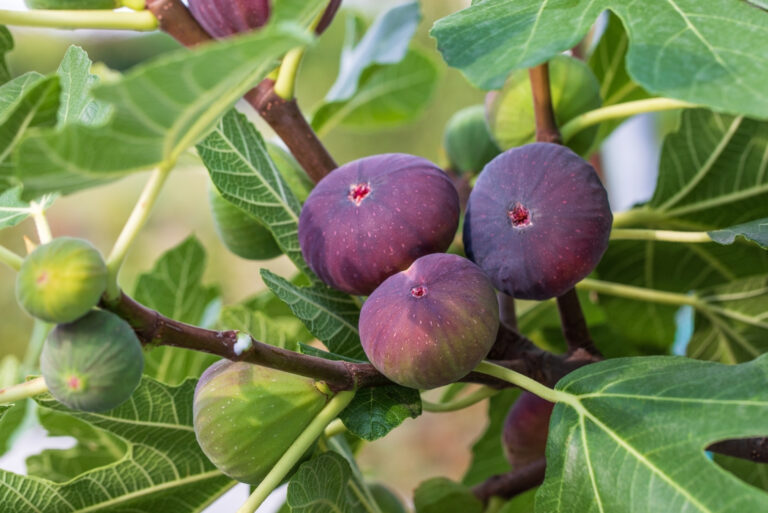 Figs fruits (featured image)
