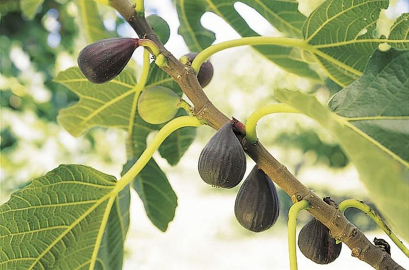 Fig Trees