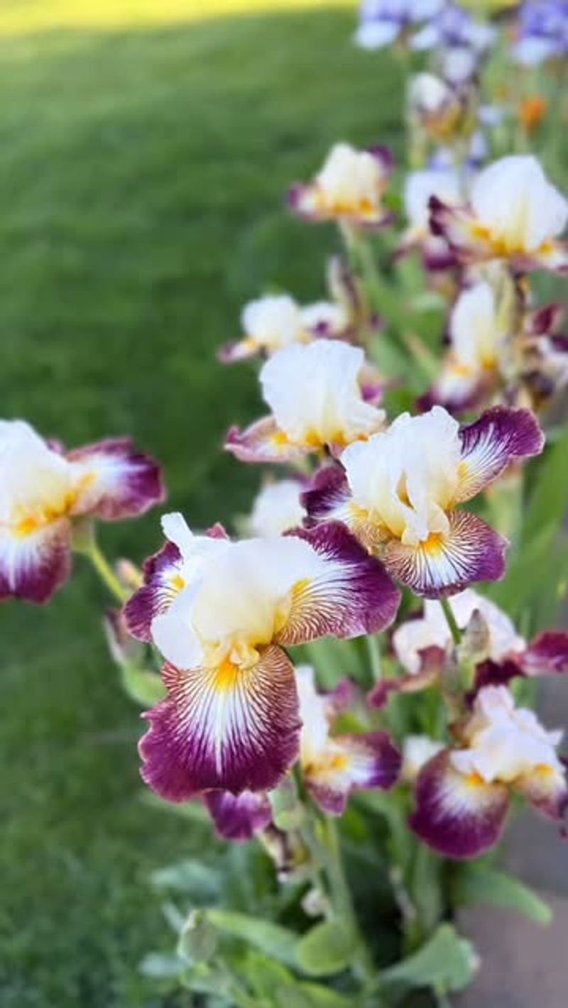 Schreiner's Iris Gardens: Rainbow Fields Of Glory