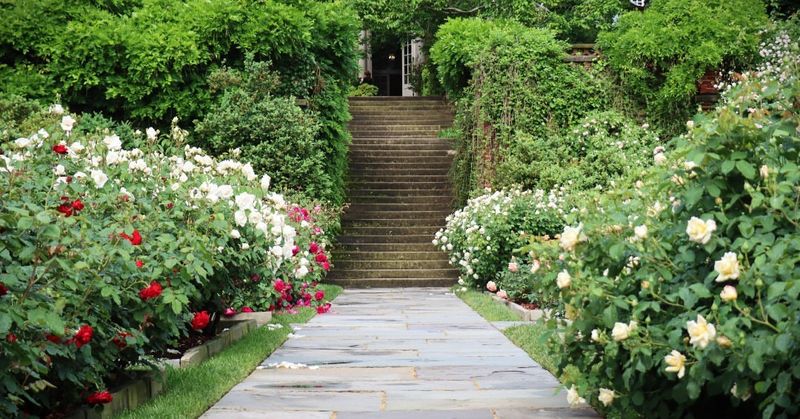 The Rose Garden's Fragrant History