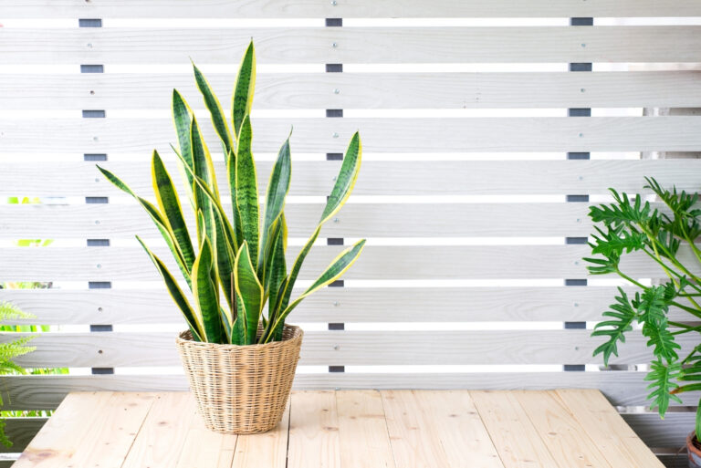Snake plant (featured image)
