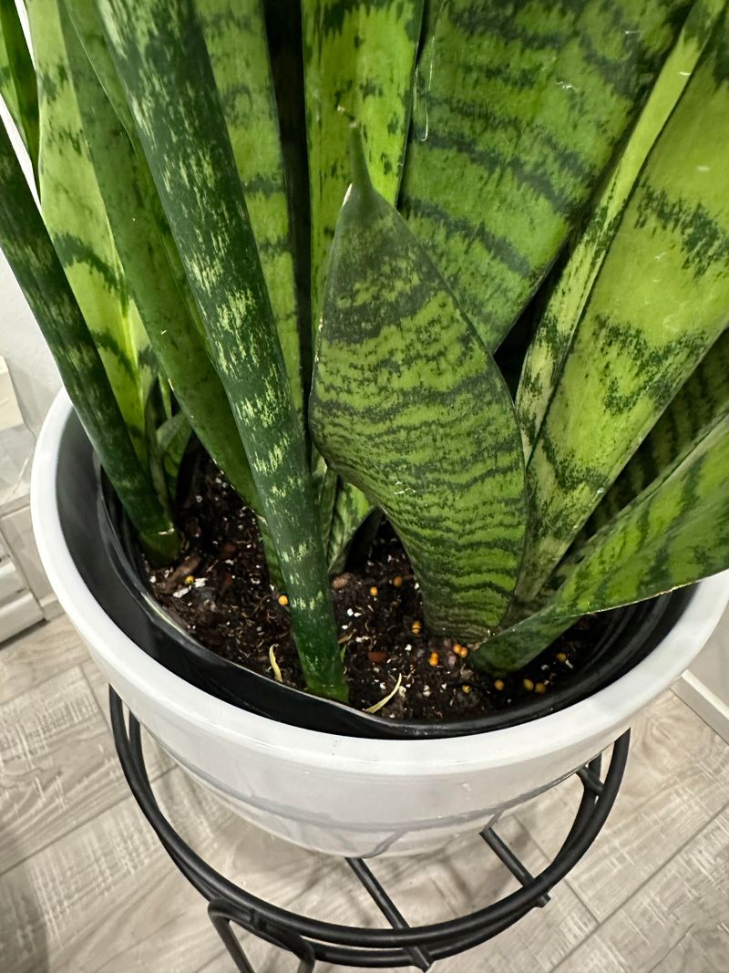 Snake Plant