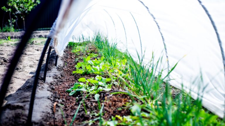 plants under row cover
