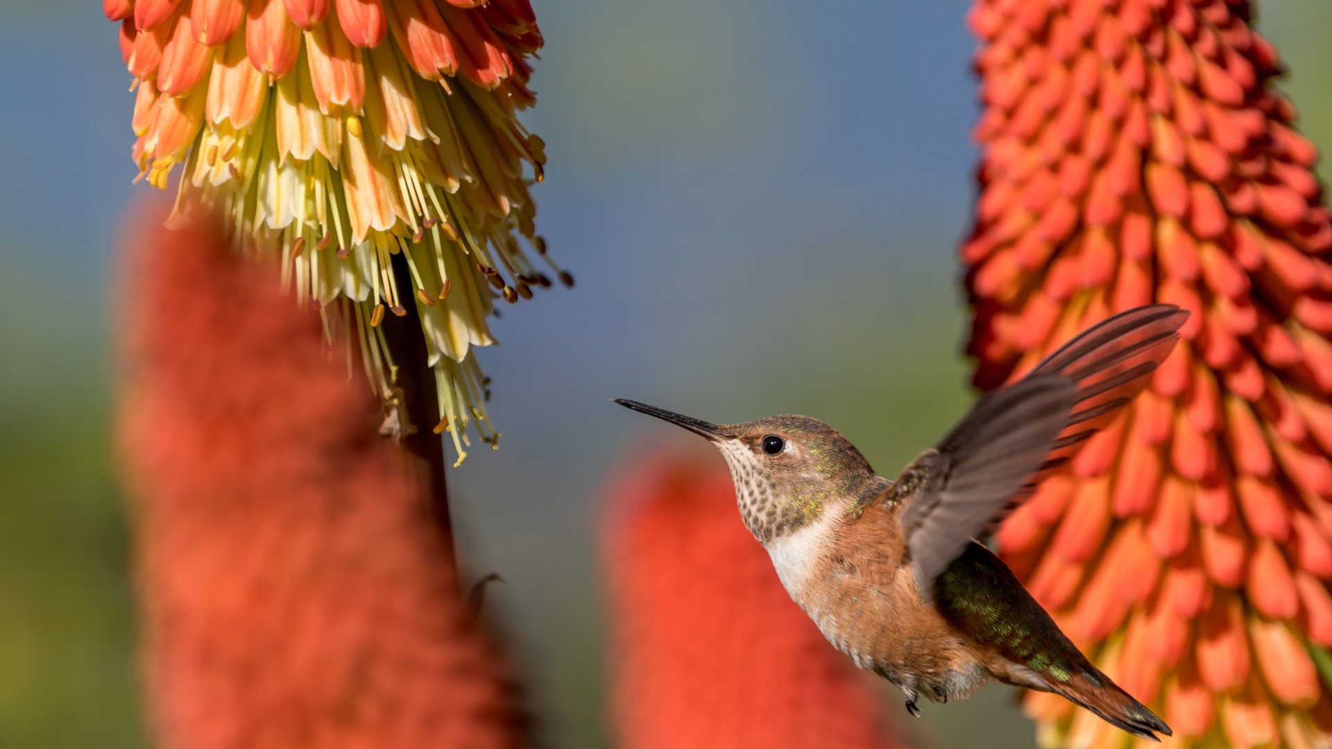 hummingbird feeding on a red hot poker flower
