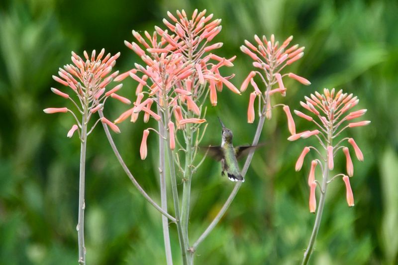Nectar-Rich Tubular Flowers