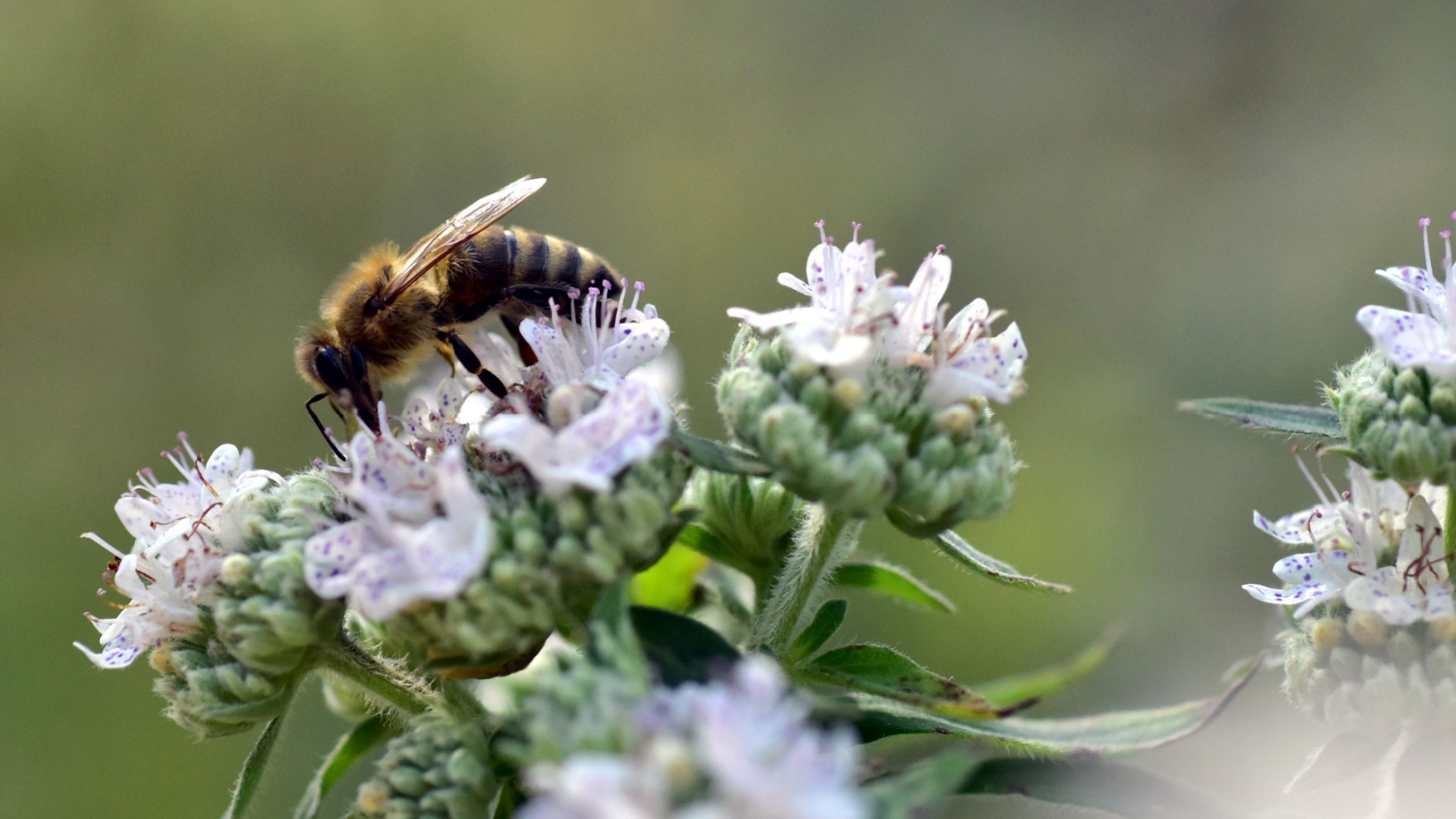 The One Herb Bees Can’t Resist In August In North Carolina