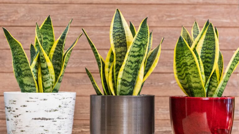snake plants