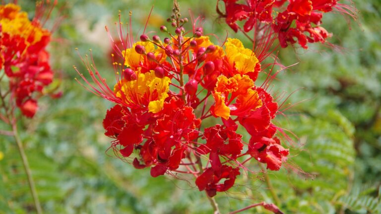 desert bird of paradise flower