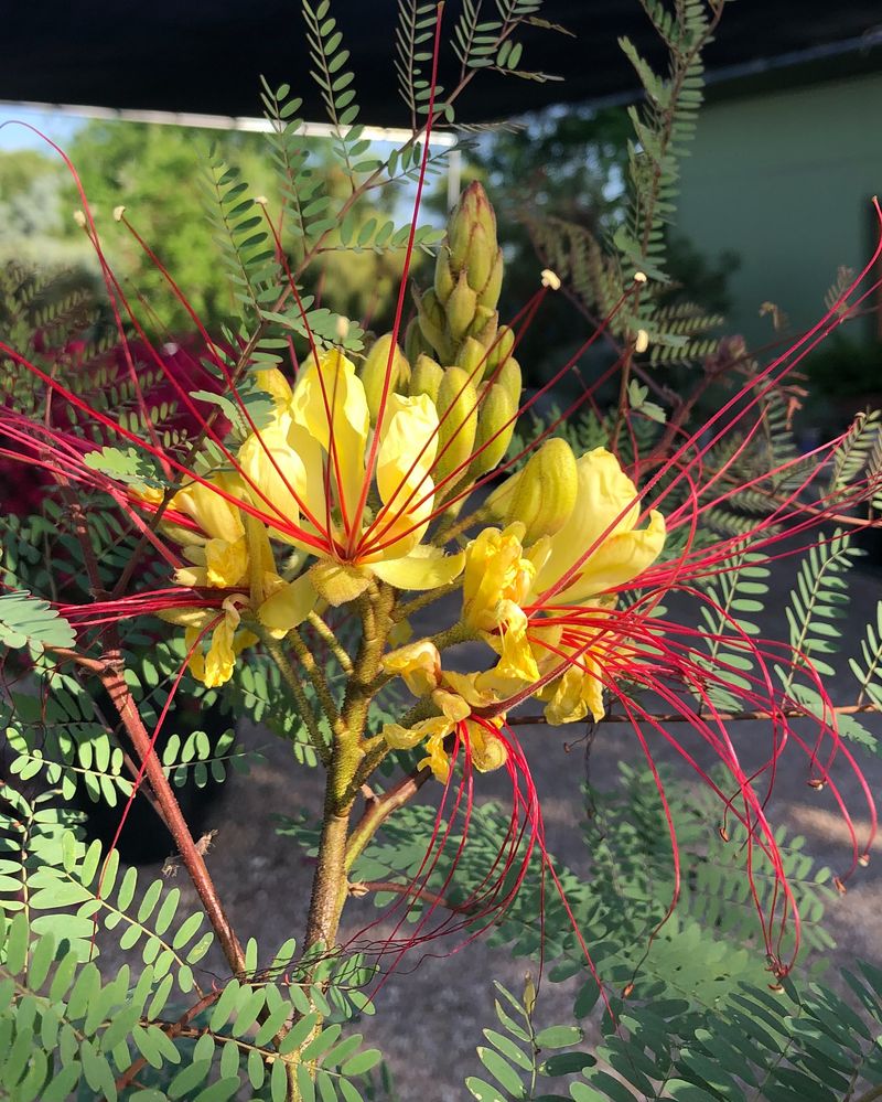 Drought-Defying Summer Bloomer