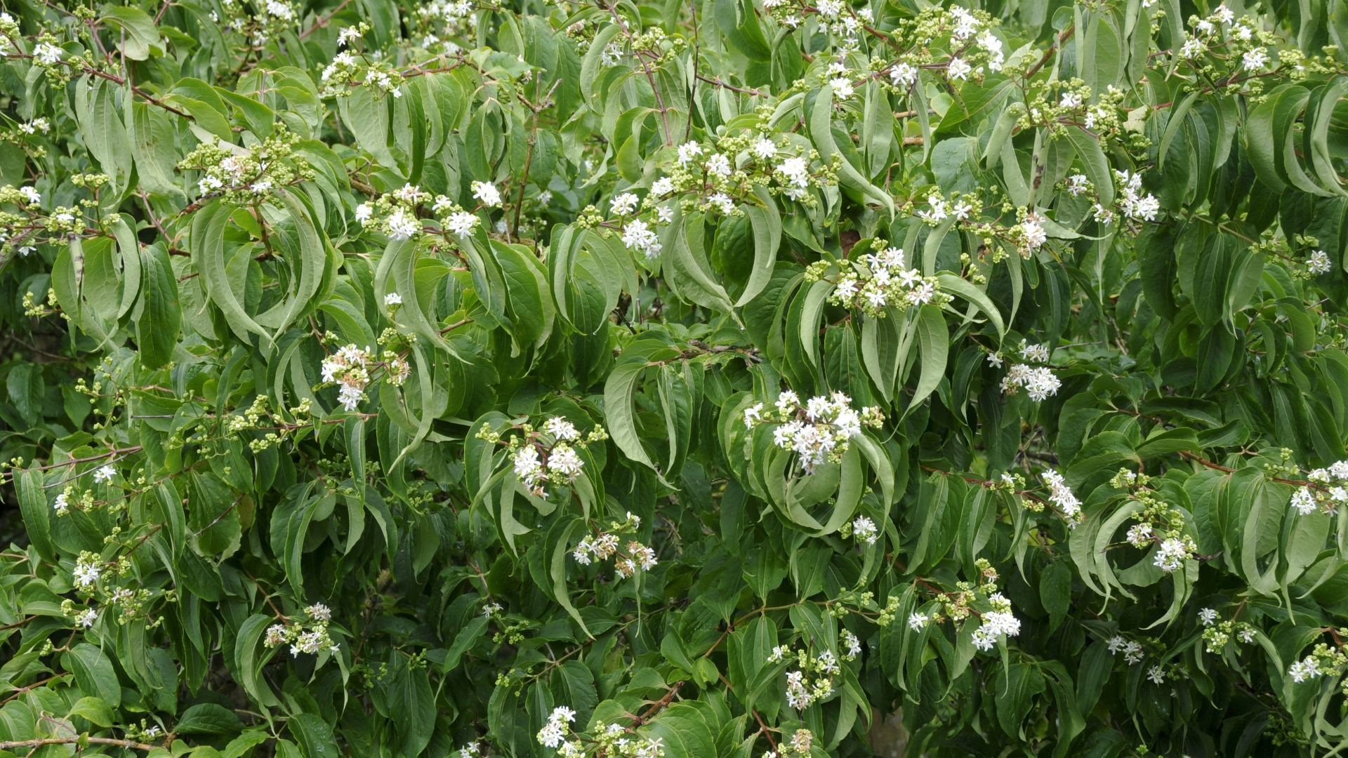 The One Tree That Draws Every Bee And Bird In Kansas In September