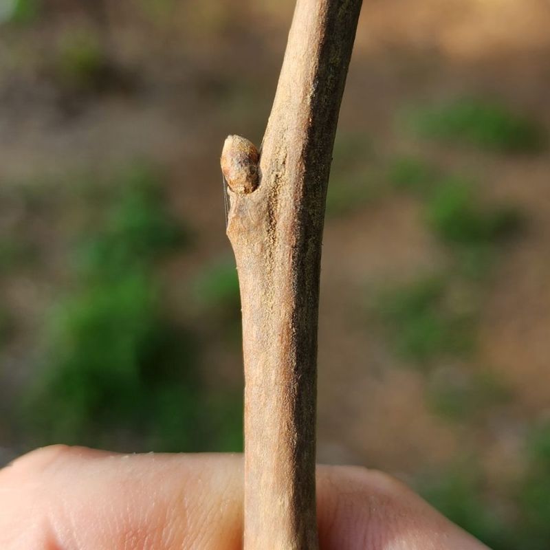Bendable Branches Signal Hope