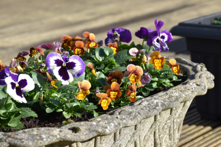 Winter pansies and violas (featured image)