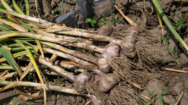 garlic plant bulbs