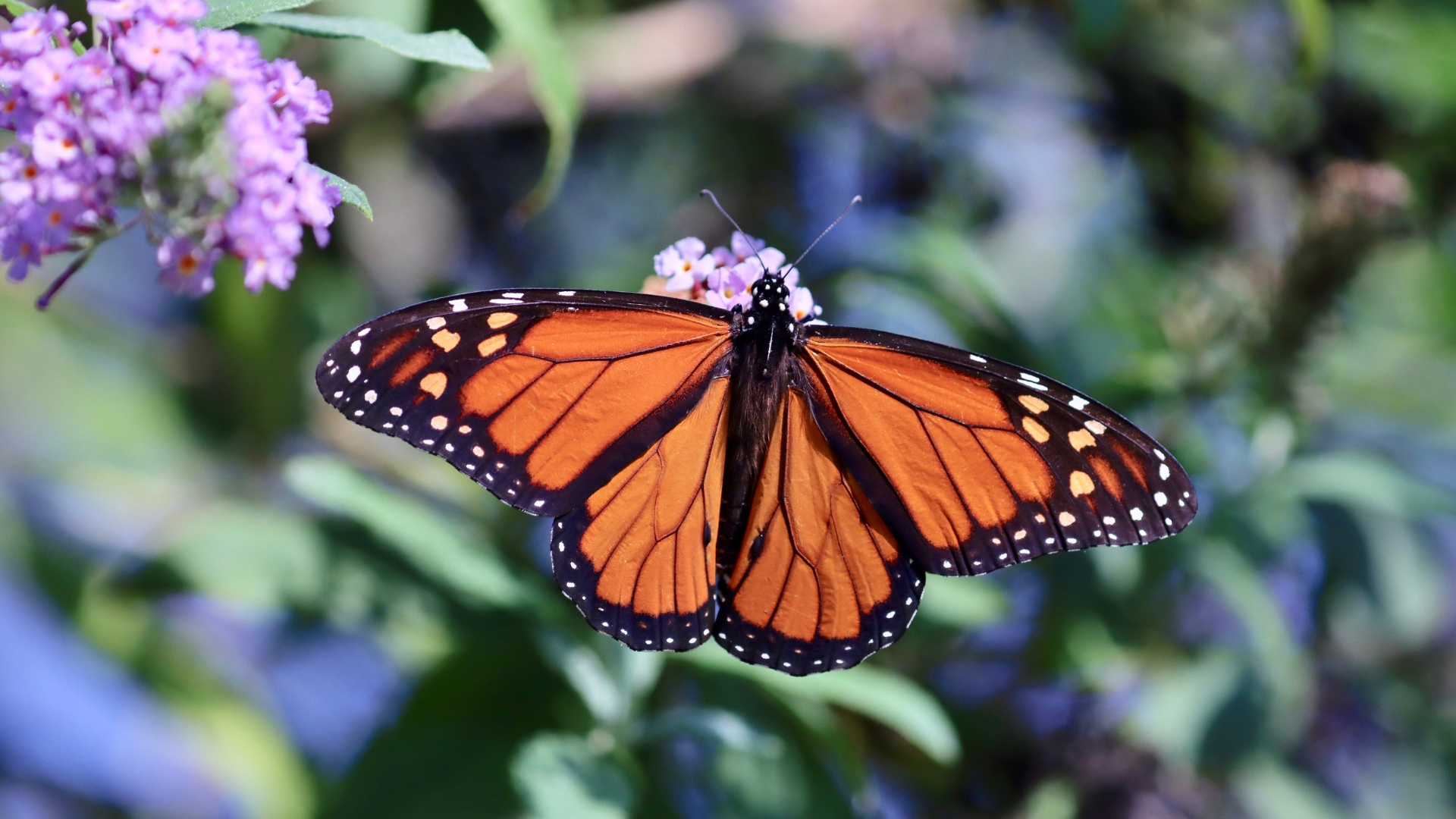 The Secret To Supporting Monarchs In August In Minnesota