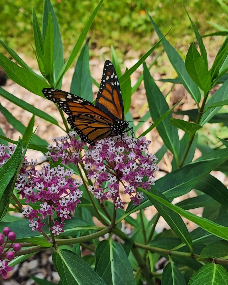 Plant Late-Blooming Milkweed