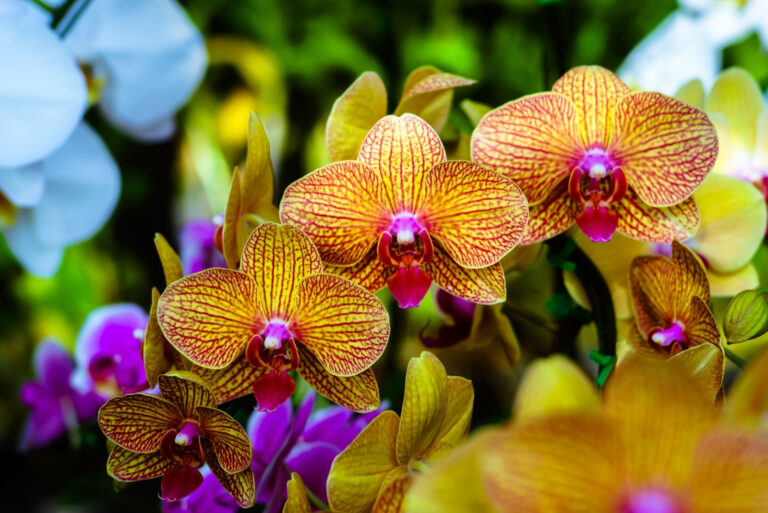 Orchid (featured image)