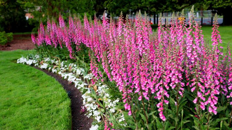 foxglove garden
