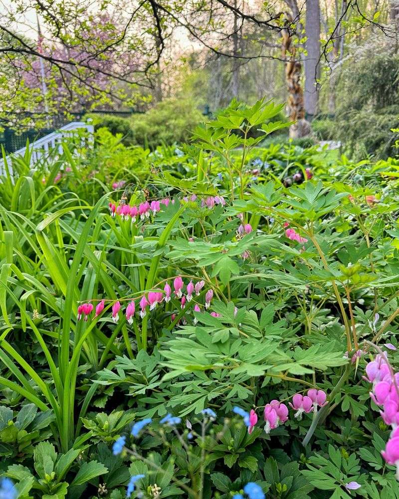 Bleeding Hearts