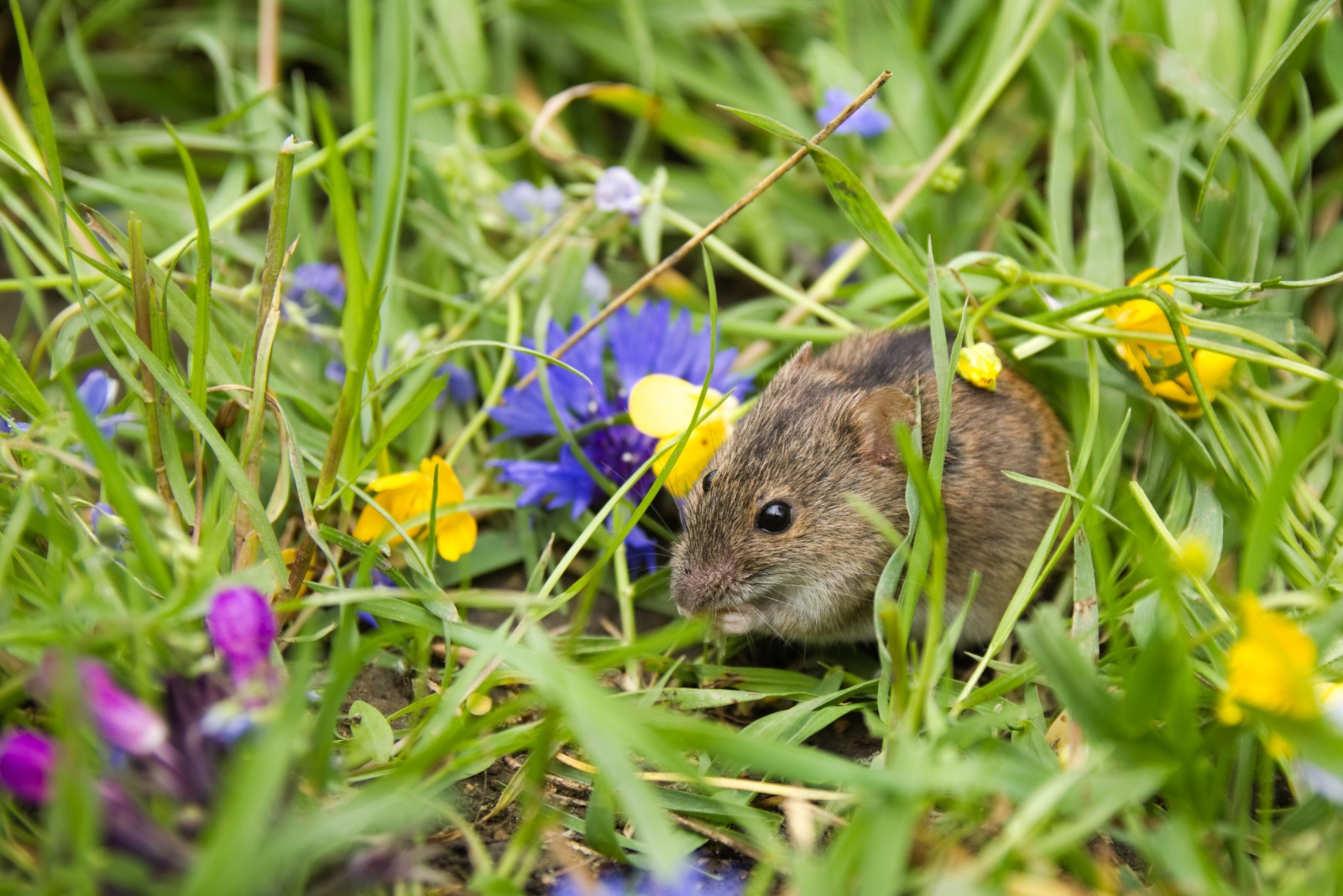 mice in garden