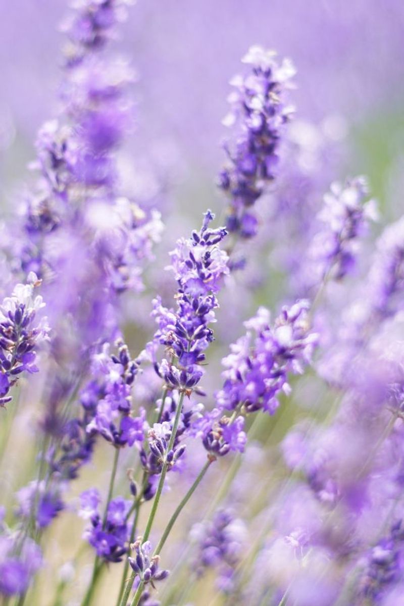 Lavender's Mouse-Deterring Magic