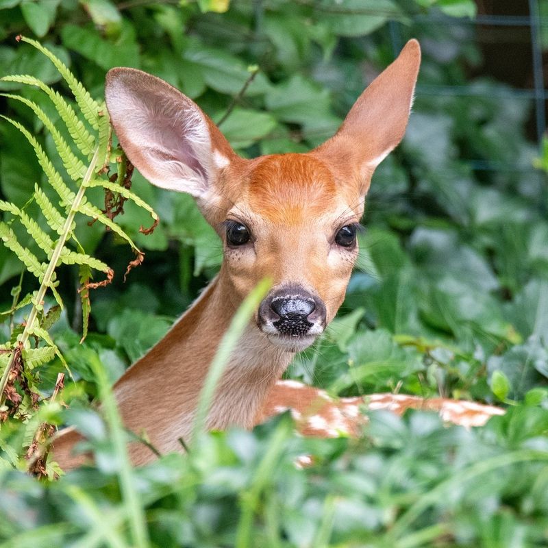 Deer Repellent That Actually Works