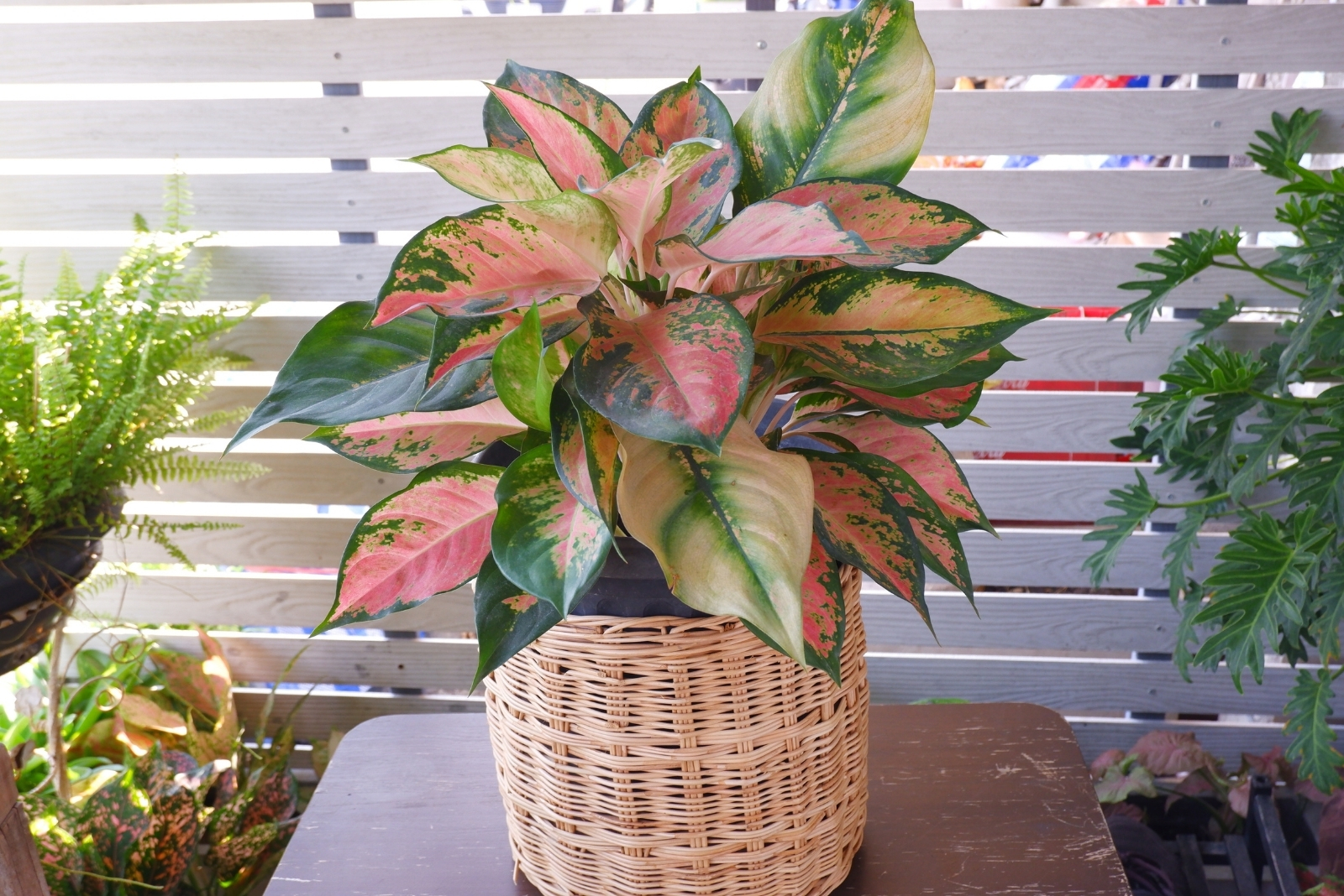 Pink leaf aglaonema plant (featured image)