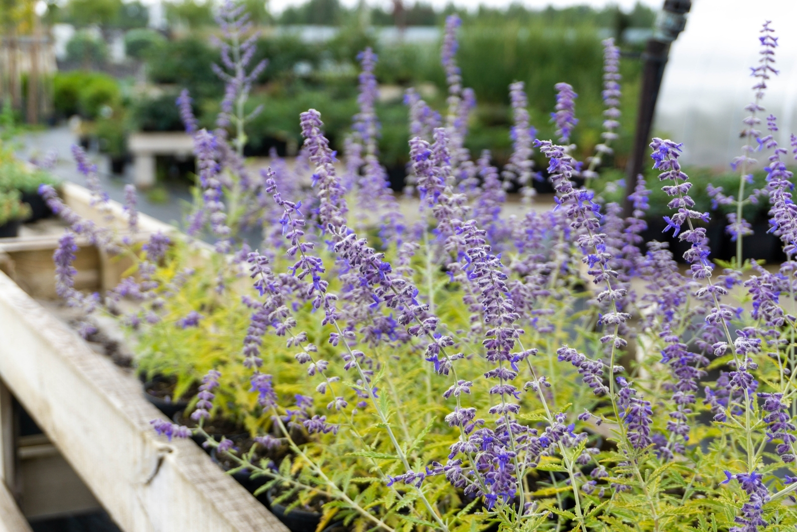 The Top Low-Water Garden Plants In Utah
