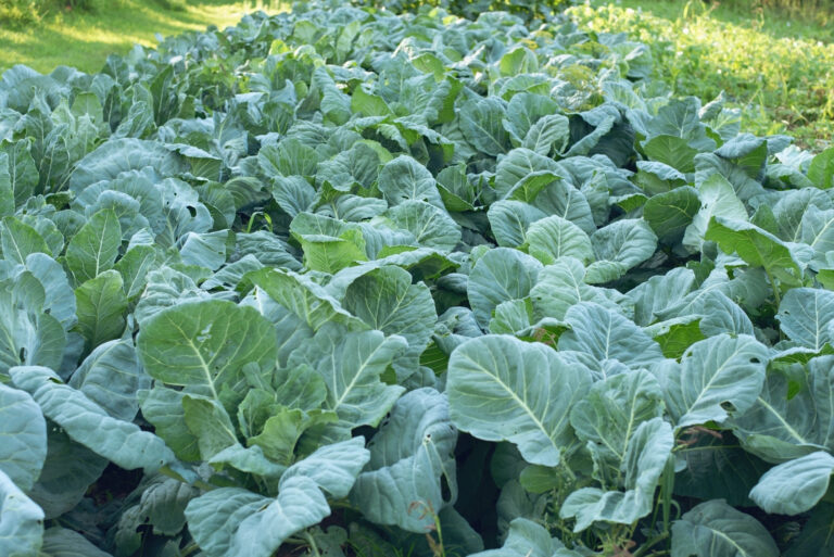 cabbage (featured image)