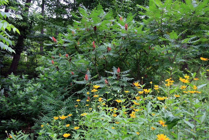 Native Plants As Foundation Elements