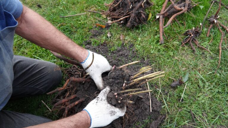 gardener divides peony plant