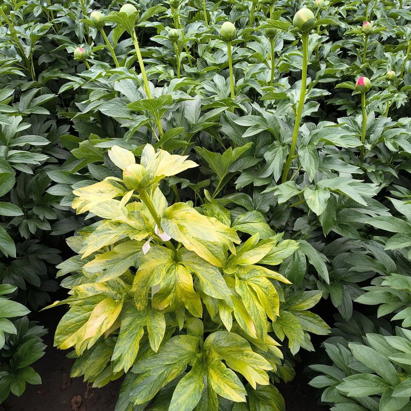 Peonies Protest August Splitting